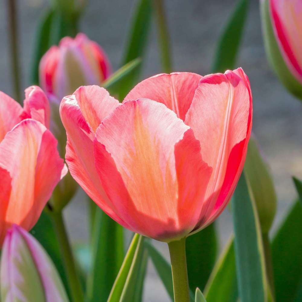 Tulipan 'Design Impression'